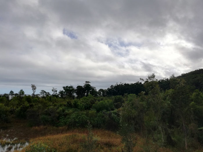fraser island trees