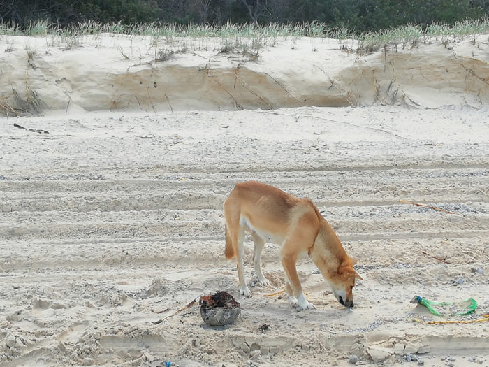 dingo in fraser island