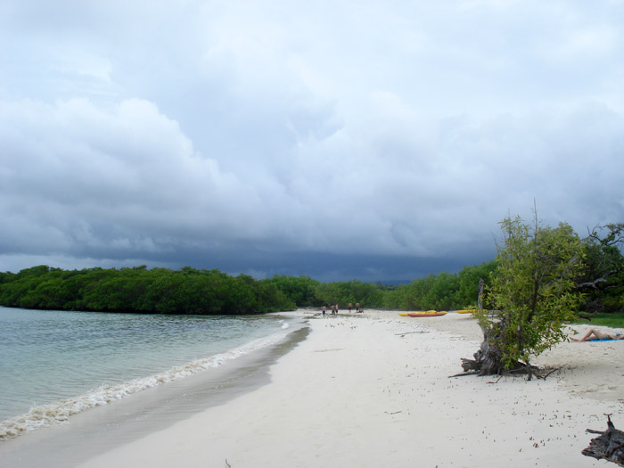beach view of Tortuga bay