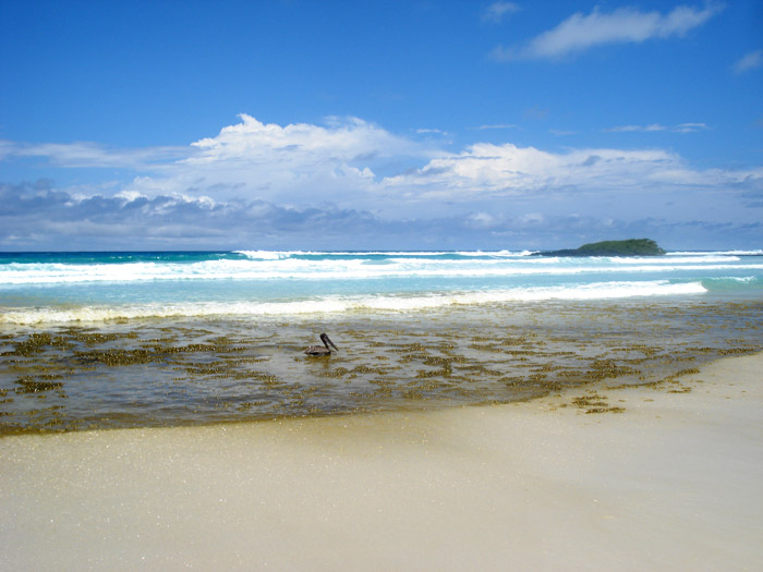 pelican in tortuga bay waters