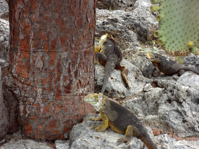 iguanas at the galapagos