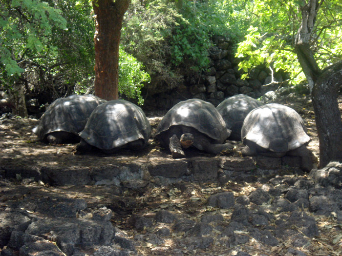 tortoises at darwin center