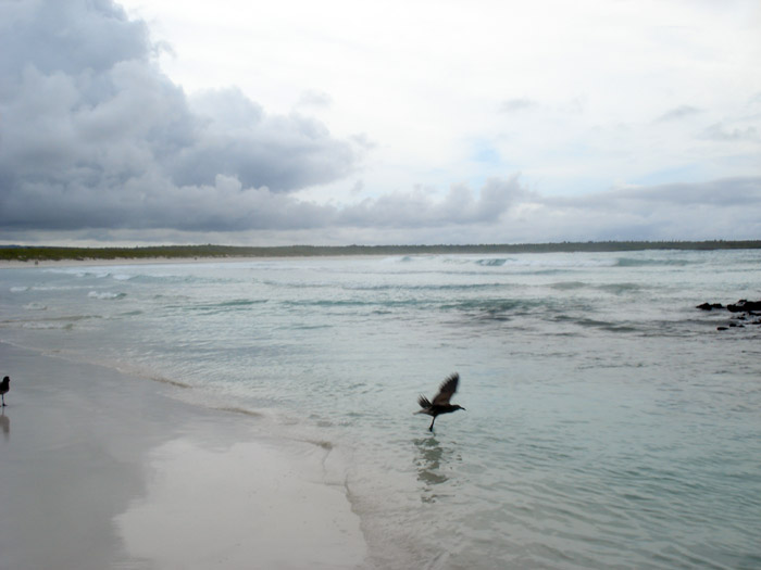 flying bird touches water in tortuga bay