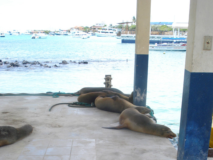 sea lions resting at the jetty in santa cruz