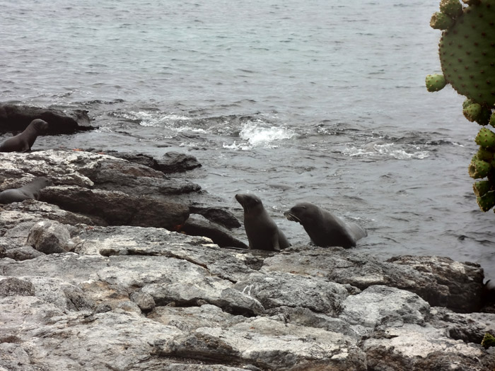 two sea lions in galapagos